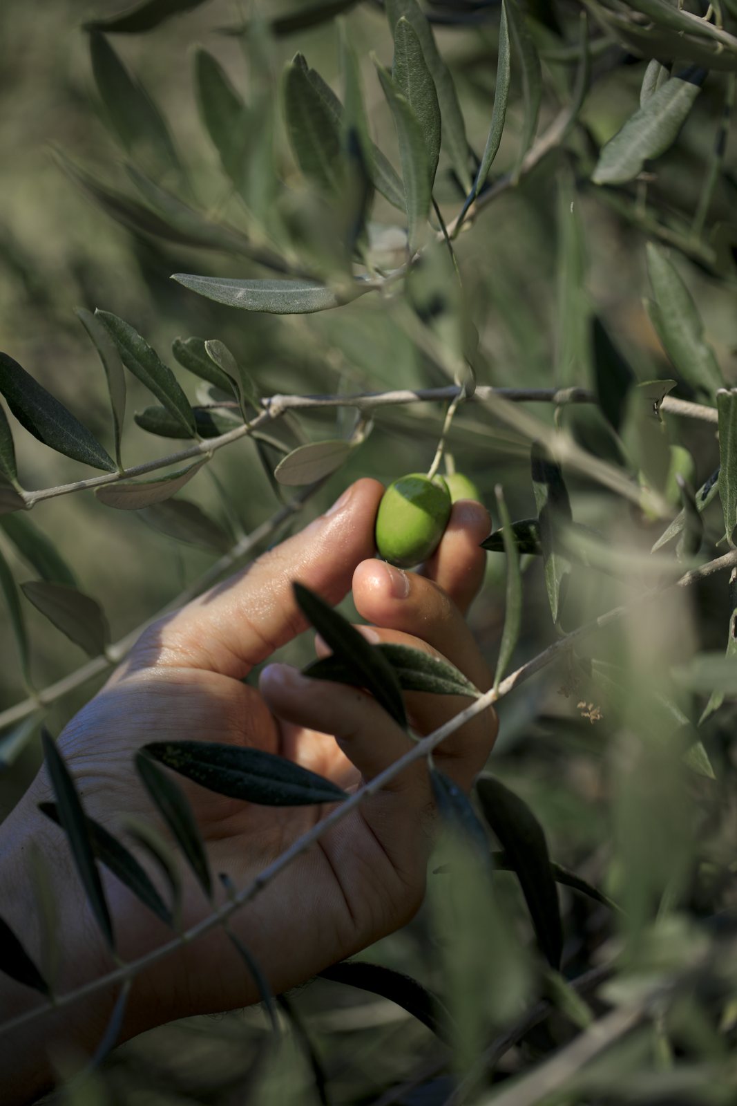 Hand picking a green olive from the branch
