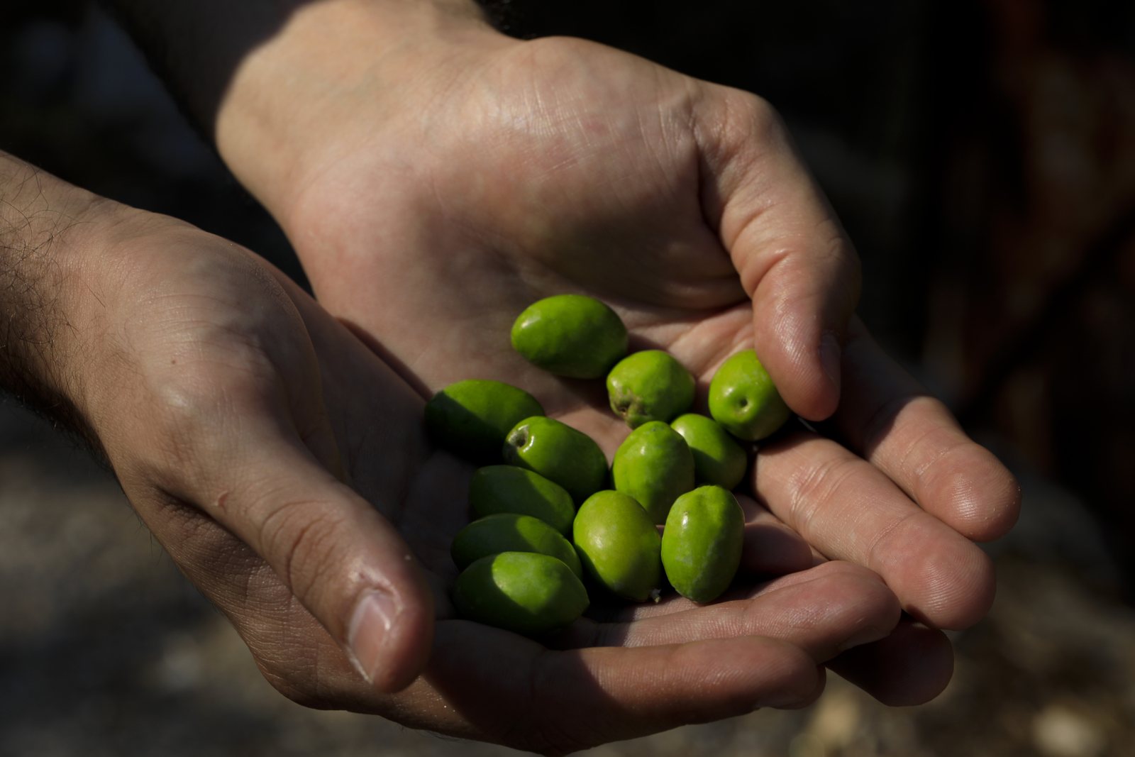Hands holding freshly picked olives