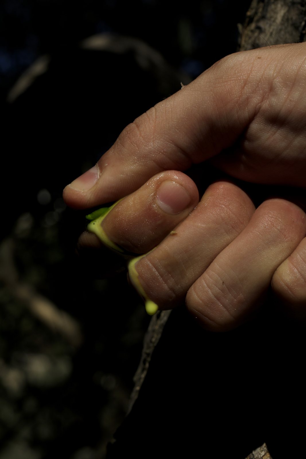 Olive crushed between fingers, oil running